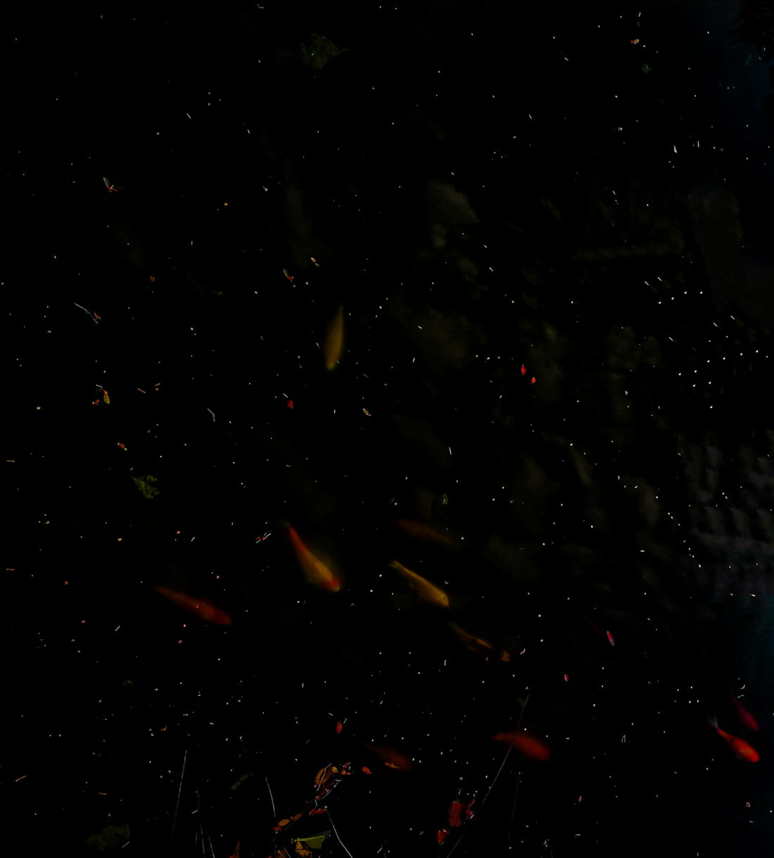 a group of fish swimming in a pond at night