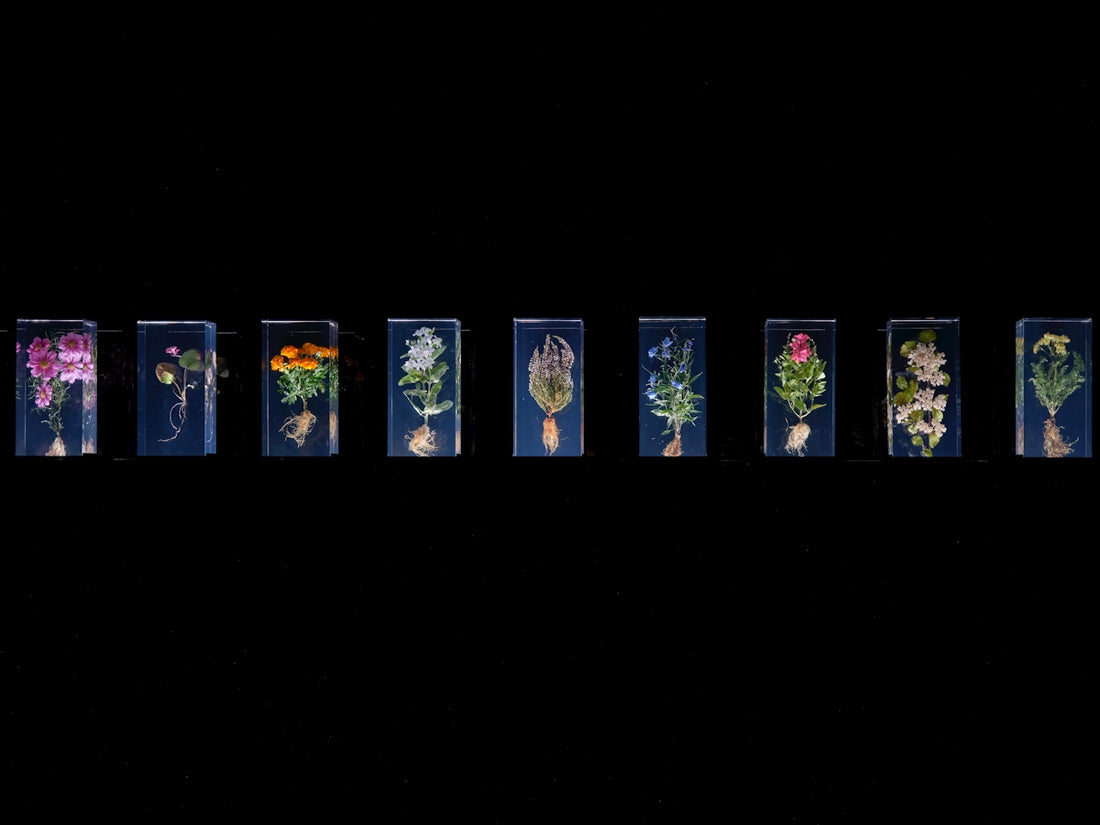 A black background with a line of flowers