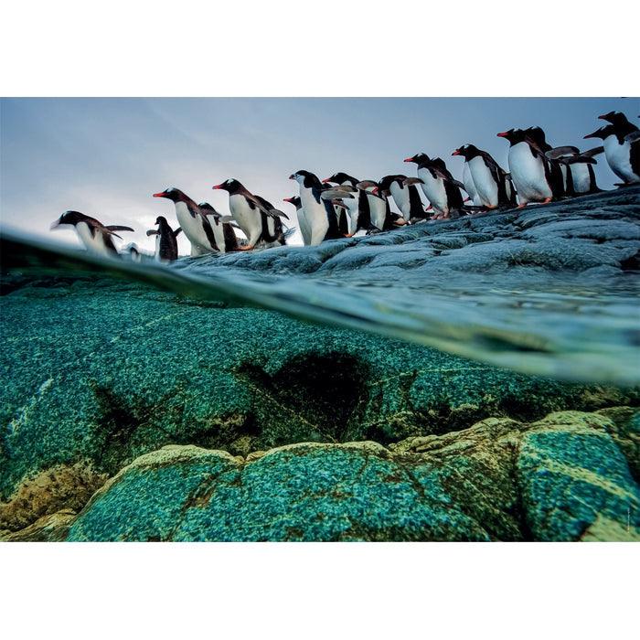 National Geographic Gentoo Penguins Pussel 1000pcs